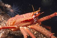 long-clawed aquat lobster - munida rugosa