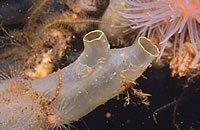 sea squirt - ciona intestinalis