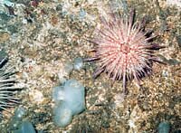 Sea Urchin